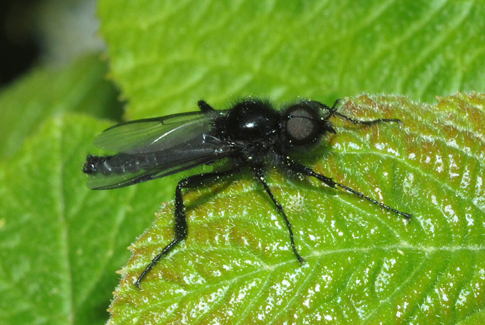 Bibio marci M e F (Bibionidae)